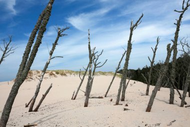 hareket eden kum tepecikleri ve ölü ağaçlar Slowinski Ulusal Parkı, Leba, Kuzey Polonya