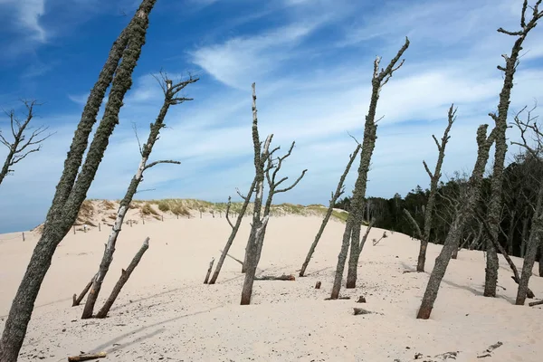 hareket eden kum tepecikleri ve ölü ağaçlar Slowinski Ulusal Parkı, Leba, Kuzey Polonya