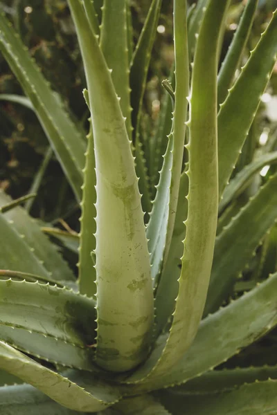 アロエベラ植物の閉鎖自然背景 — ストック写真