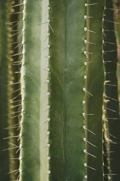 Primo Piano Delle Spine Cactus Sfondo Della Natura — Foto Stock