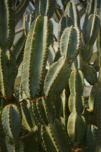 Primo Piano Cactus Giardino Sfondo Naturale — Foto Stock