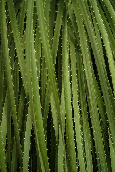 Kaktus Dlouhými Párami Příroda Pozadí — Stock fotografie