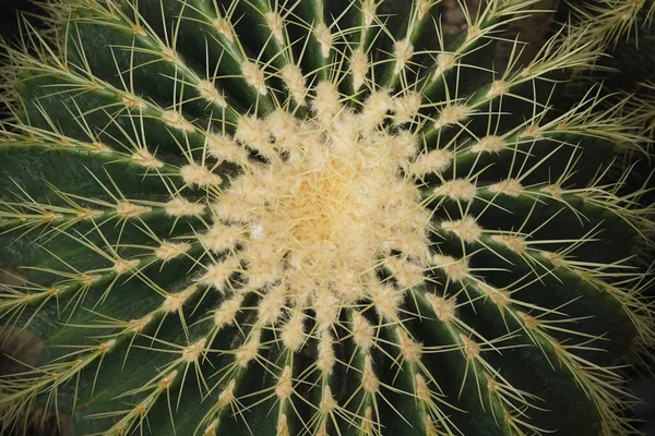 Közelkép Arany Hordó Kaktusz Felső Nézet Természet Háttér — Stock Fotó