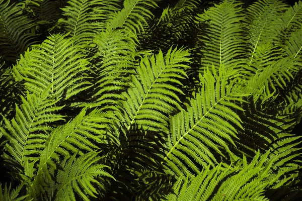 Green Fern Leaves Nature Background — Stock Photo, Image