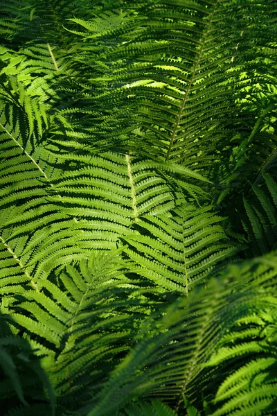 Green Fern Leaves Nature Background — Stock Photo, Image