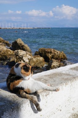 Yunanistan 'ın Corfu kentindeki Vlacherna Manastırı' nın yanındaki taştan rıhtımda kürk yetiştiren sevimli kedi.