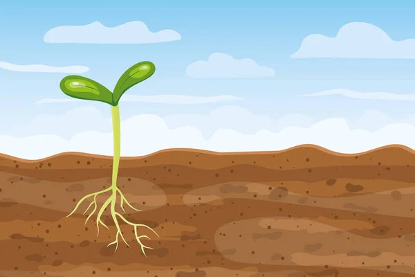 根の断面を持つ土壌から成長する若い植物 新しい生命の概念 ベクトル図 — ストックベクタ