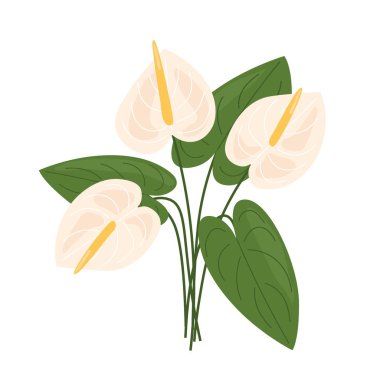 krem anthurium buketi; cenaze, ölüm ilanı çiçekleri - vektör illüstrasyonu