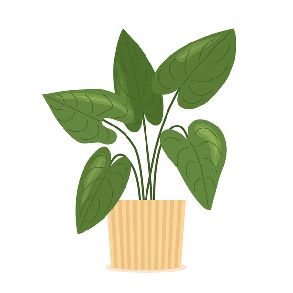Hojas Verdes Planta Casa Anthurium Maceta Flores Vector Ilustración — Vector de stock