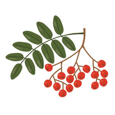 Yeşil yapraklı bir grup Rowan - vektör çizimi