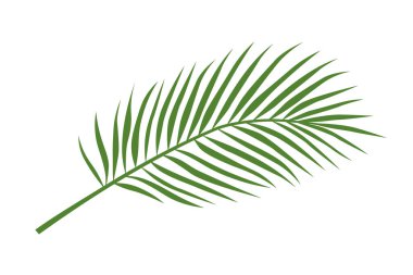 Beyaz arkaplan vektör illüstrasyonunda yeşil palmiye yaprağı