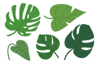 Yeşilli yeşil tropikal yapraklar, doğa temalı tasarımlar, yaz dekorasyonu ve botanik çizimler için mükemmel.