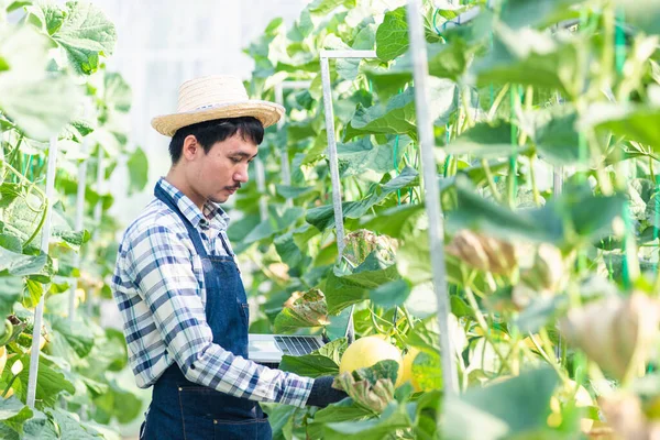 Junger Mann Landwirt Überprüft Die Qualität Der Angebauten Melone Und — Stockfoto