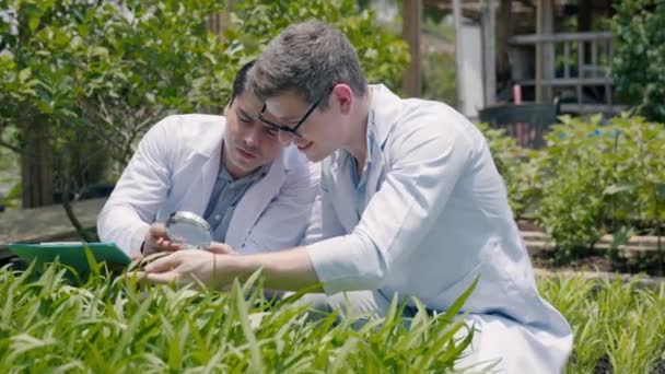 Dois Biotecnologia Engenheiro Homem Segurando Lupa Olhando Para Folha Legumes — Vídeo de Stock