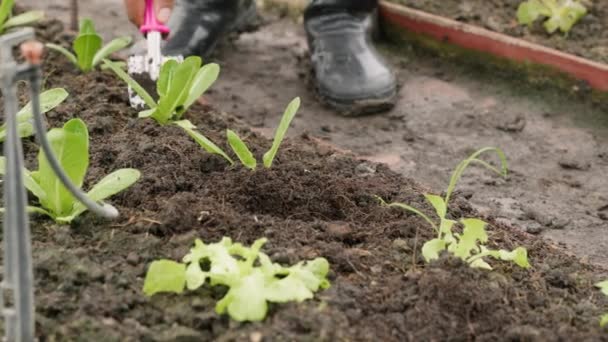 Tangan Dekat Petani Menanam Bibit Muda Selada Salad Dalam Tanah — Stok Video