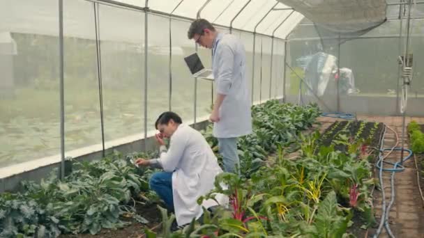 Dois Biotecnologia Homem Engenheiro Segurando Lupa Olhando Para Folha Legumes — Vídeo de Stock