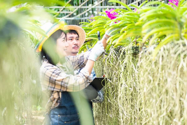 Junglandwirte Überprüfen Ihre Orchideengärtnerei Frau Und Mann Prüfen Die Qualität — Stockfoto