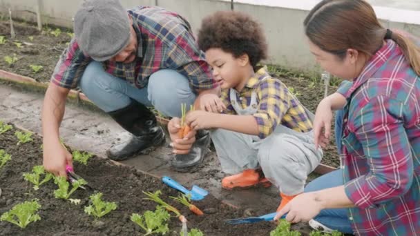 유기농 야채를 재배하는 농장을 가꾸는 어린아이들이 아버지와아 집에서 건강에 채소를 — 비디오