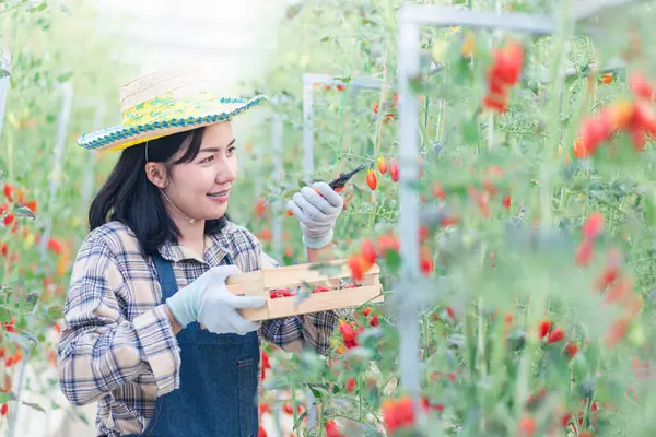 Mulher Agricultor Feliz Cortando Tomates Maduros Orgânicos Arbusto Com Tesoura — Fotografia de Stock