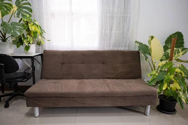 居家室内设计简约 居家装饰用面料沙发棕色和绿色家居植物 居家客厅靠近沙发的盆栽绿色植物 — 图库照片