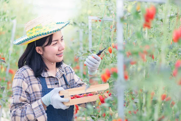 Glückliche Bäuerin Schneidet Gewächshausgarten Reife Bio Tomaten Von Einem Strauch — Stockfoto
