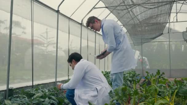 Due Ingegnere Uomo Biotecnologia Possesso Lente Ingrandimento Guardando Foglia Verdure — Video Stock