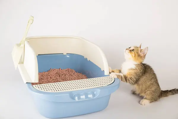 Isolated Cat Litter Box Underscores Importance Animal Care Hygiene Cat — Stock Photo, Image