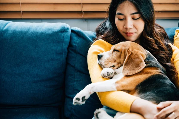 Bir Kadın Oturma Odasındaki Kanepede Beagle Köpeğiyle Kıymetli Bir Şekerleme — Stok fotoğraf