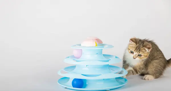Domu Zabawny Pomarańczowy Kotek Jest Zaangażowany Niebieską Zabawką Piramidy Wieży — Zdjęcie stockowe