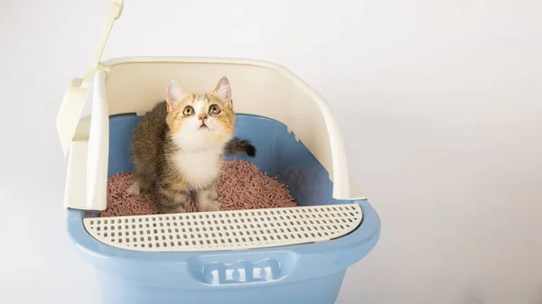 在一个孤立的环境中 一只猫占据了一个强调动物护理和卫生重要性的垃圾箱 放在干净的白色背景上的猫盘是选择的猫厕所 — 图库照片