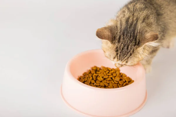 Adorable Gato Tabby Aislado Sienta Junto Tazón Comida Suelo Comiendo —  Fotos de Stock