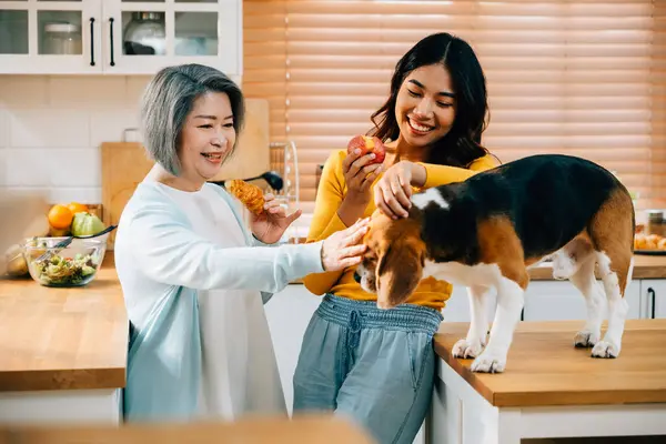 A kitchen scene at home captures the joy of a young Asian woman, her mother, and their beagle dog. Their togetherness and happiness showcase the concept of pet and cute animal companions. Pet love