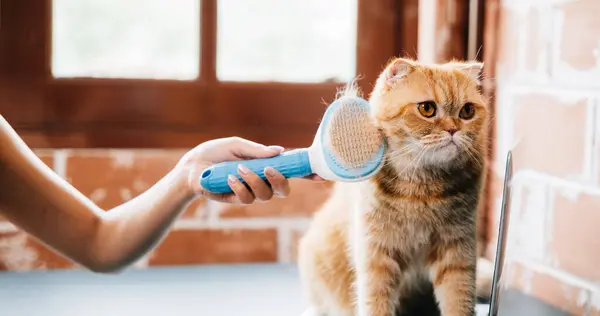 A woman and her Scottish Fold cat share a grooming routine as she affectionately combs the cats long fur, ensuring cleanliness and pet care. Piles of cat hair showcase their bond.