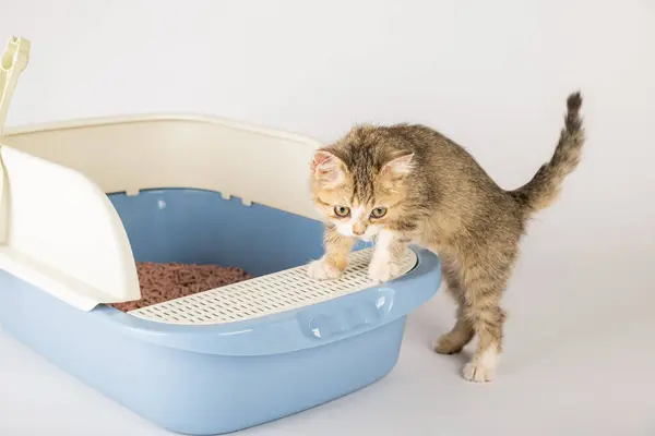 Isolated cat positioned within plastic litter toilet box or sandbox is depicted on clean white backdrop. educational composition illuminates feline hygiene and care emphasizing clean organized setting