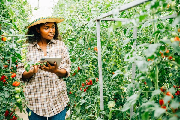 Smart Farming Mit Einer Bäuerin Die Bio Tomaten Gewächshaus Auf — Stockfoto