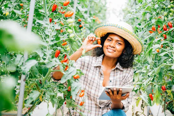 温室では 黒人女性農家がスマート農業のためにデジタルタブレットを使用しています 働く所有者 成長するトマト 質のための野菜を点検する 革新を示す — ストック写真