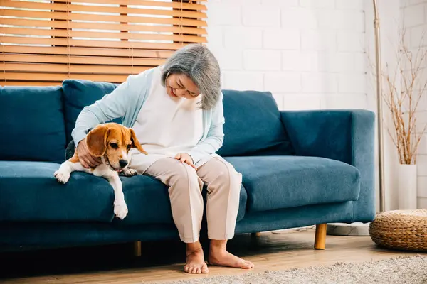 In their retirement haven, a woman and her Beagle puppy find joy in their living room. Their smiles and togetherness reflect the beauty of companionship, making their home place of happiness. Pet love