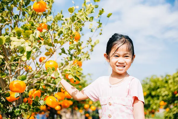 In an Italian orange tree garden a smiling little girl joyfully picks fresh oranges. Her portrait amidst the sunny farm captures the childs happiness and the beauty of fruit harvesting.