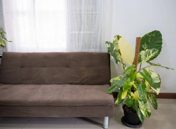 Green plants in pot nearing sofa in living room at home, Defocused home interior design, Home decor with fabric sofa and green houseplants