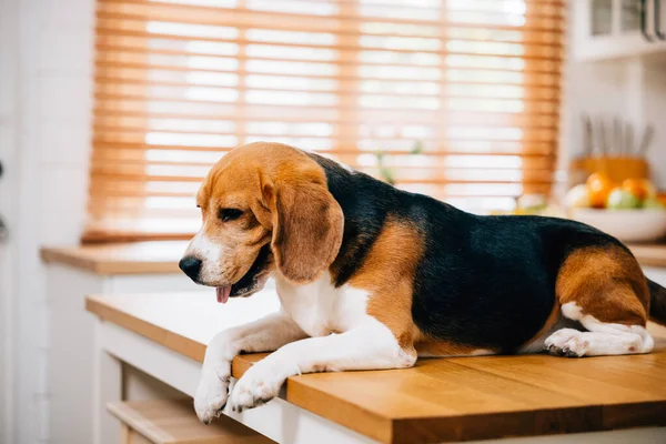 A Beagle dog, eagerly waiting for its meal on the kitchen table, adds a touch of humor to the scene. Its cheerful presence enhances the familys breakfast