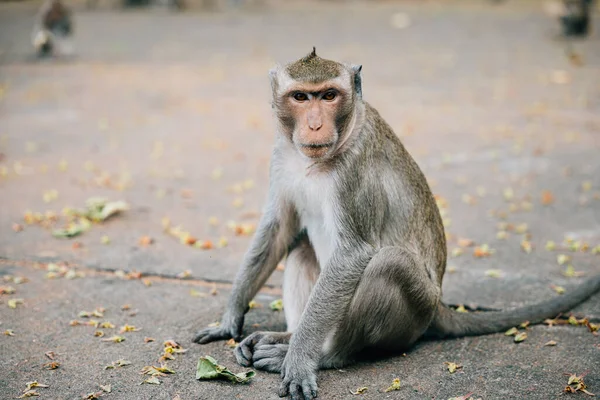 Een Schattige Jonge Cynomolgus Aap Een Kleine Primaat Het Regenwoud — Stockfoto