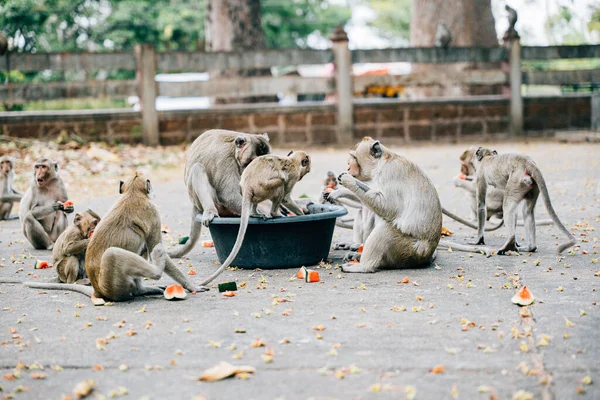 Cynomolgus Monkey Cute Primate Fun Hairy Tail Holding Food Sitting — Stock Photo, Image