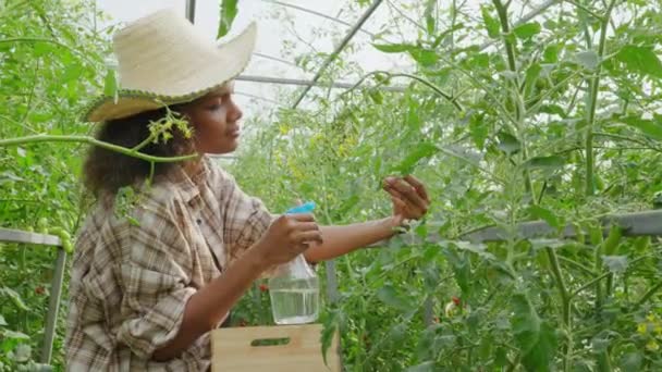 온실에서 농부는 살포하여 토마토 묘목을 그녀는이 현장에서 보호와 신선도를 보장하는 — 비디오