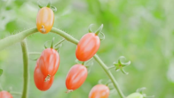 Close Beautiful Tomatoes Branch Greenhouse Fresh Organic Vegetables Symbolizing Bright — Stock Video