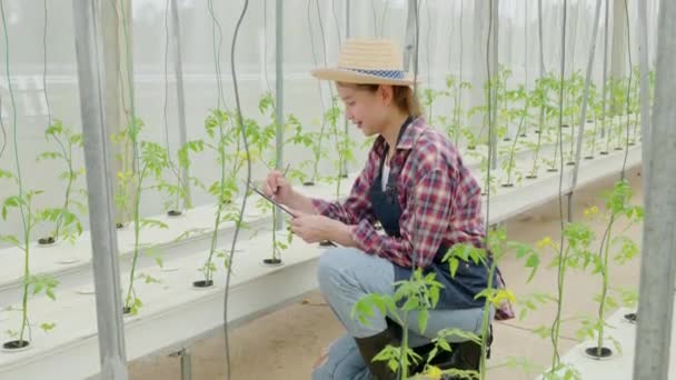 Examinando Tomates Cherry Invernadero Agrónomo Milenario Multitarea Como Inspector Calidad — Vídeos de Stock
