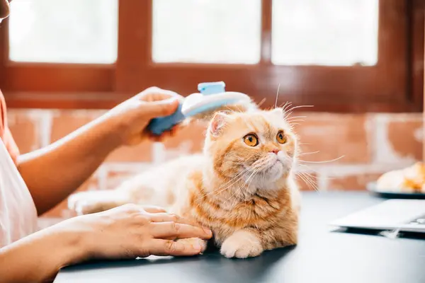 A woman, in her elderly years, engages in grooming her Scottish Fold cat to remove old fur. The bond between them is evident, adding happiness to their home.