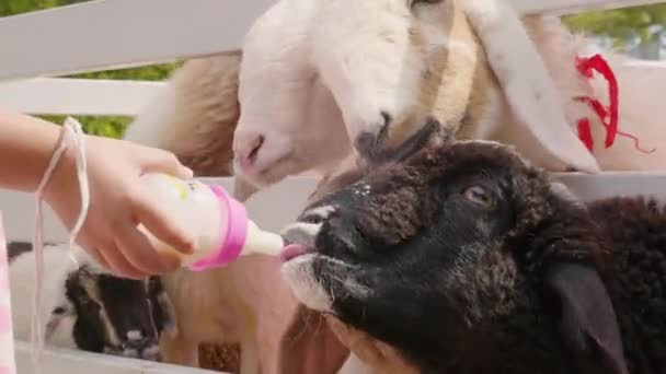 Celeiro Uma Criança Alimenta Com Amor Leite Uma Ovelha Fofa — Vídeo de Stock