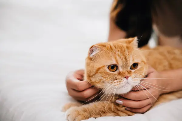 In a cozy room, a woman and her playful Scottish Fold cat engage in fun and togetherness on the bed. Their connection is a heartwarming display of owner and pet harmony. Pat love