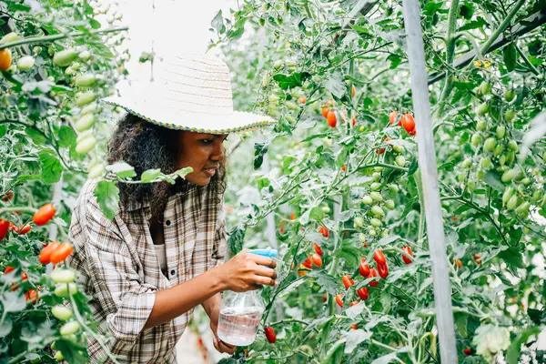 In the greenhouse a Black woman farmer nurtures growth by spraying water on tomato seedlings. Holding a bottle she ensures plant care protection and freshness in this outdoor farming scene.