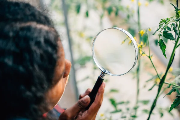 A black woman a dedicated gardener and farmer uses a magnifying glass to inspect plant growth in outdoor garden. Her commitment to nature and sustainability echoes Earth Day and natural agriculture.